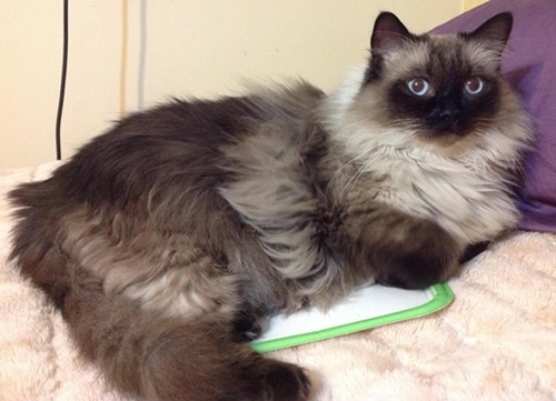 All About Ragdoll Cats